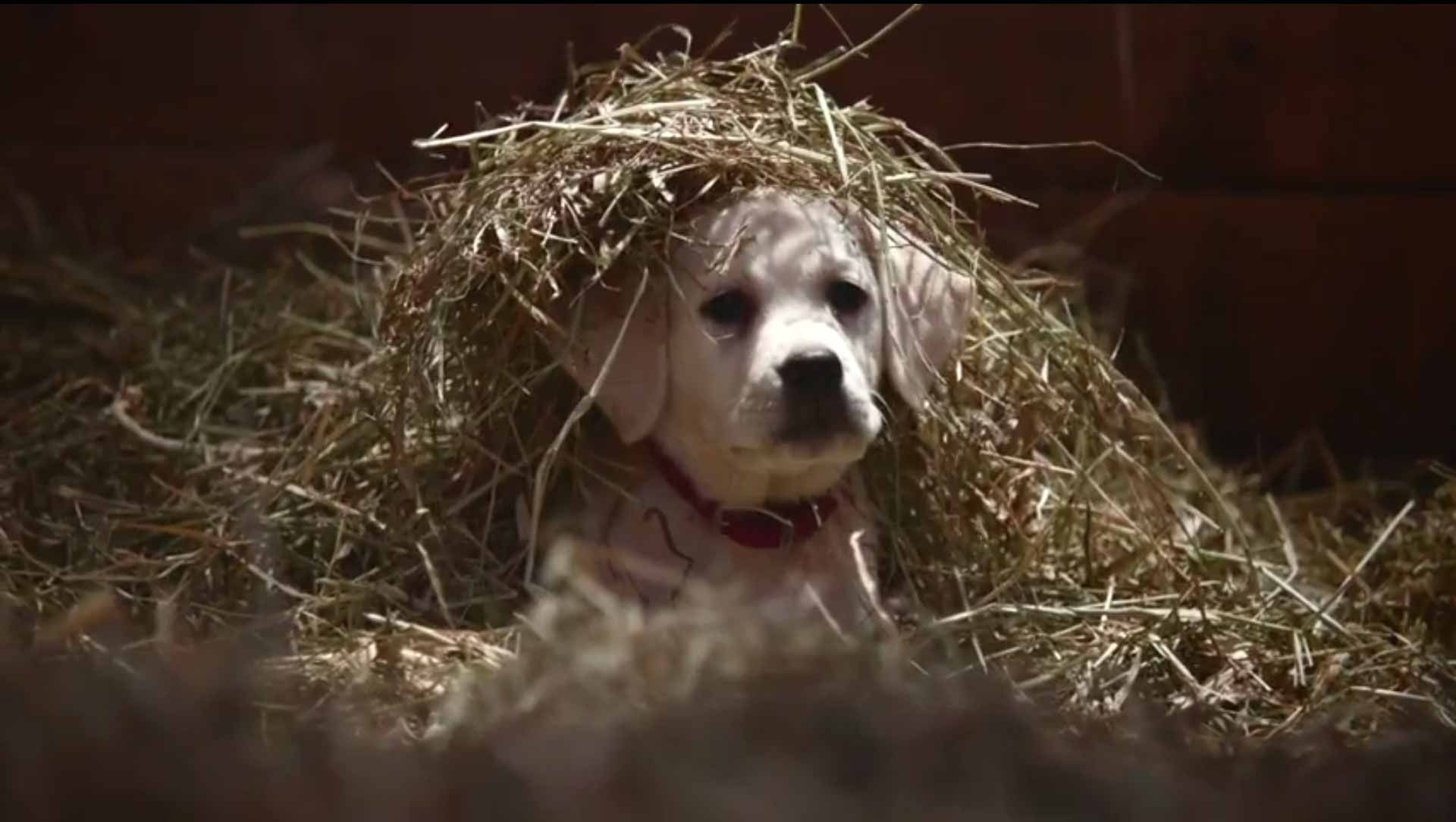 puppy commercial 2015 budweiser bowl commercial lost puppy commercial 2015 budweiser bowl commercial lost