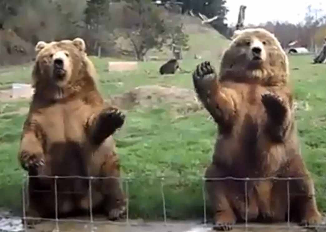 Animals Behaving Like Humans