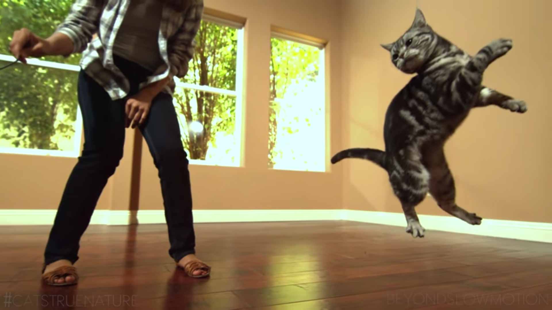 Awesome Cats In Slow Motion
