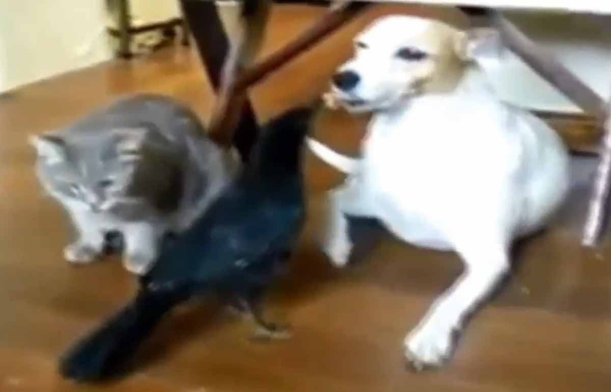 Funny videos stay on line humorous birthday films for him