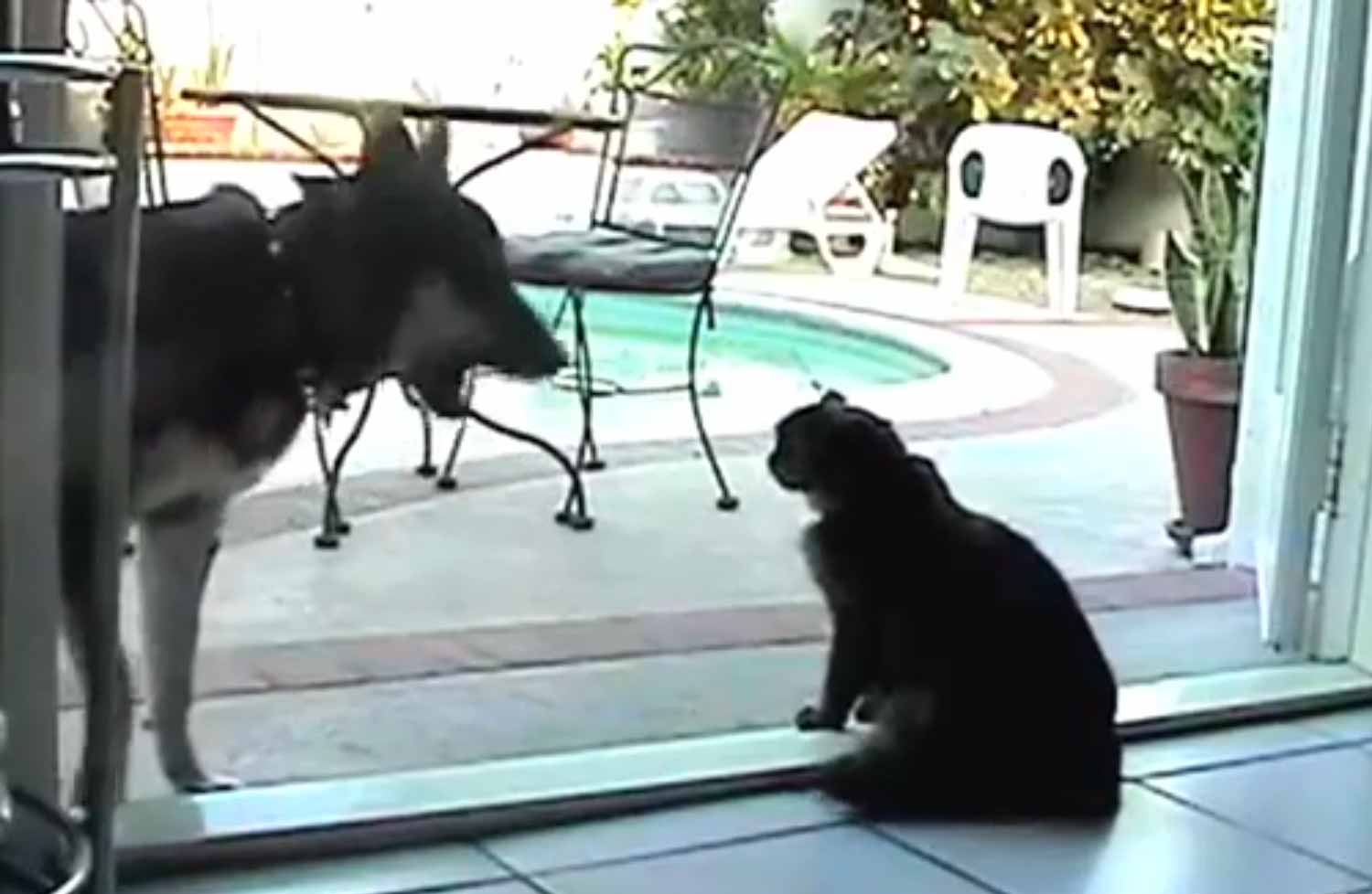 Dogs Walking Past Cats Huffington Post Dogs Walking Past Cats Huffington Post