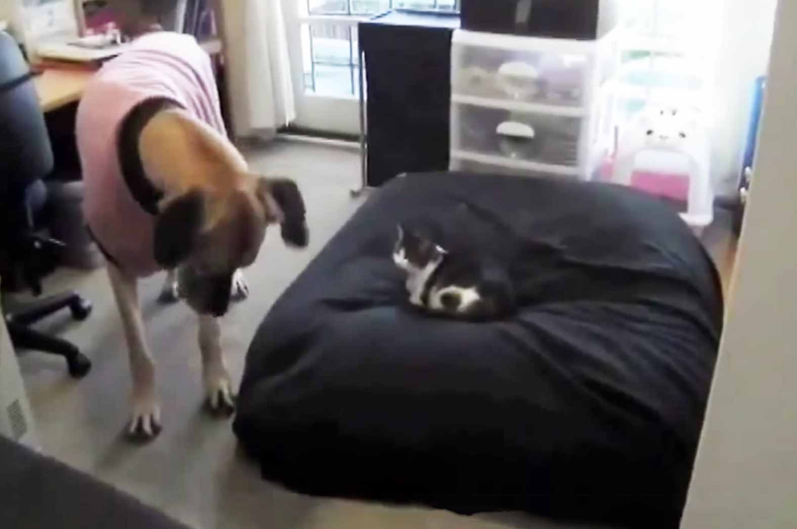 cats stealing beds cats stealing beds cats stealing beds cats stealing beds
