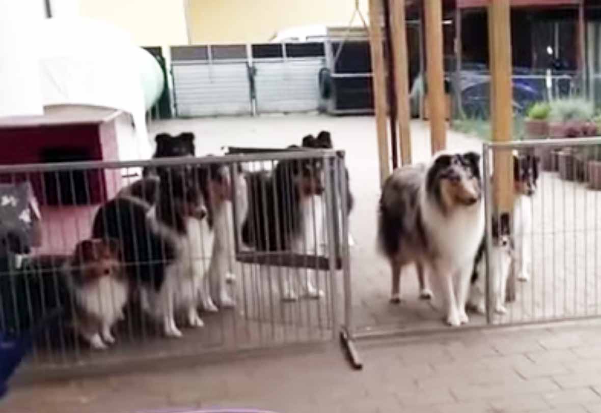 Dogs Waiting To Have Their Name Called Dogs Waiting To Have Their Name Called