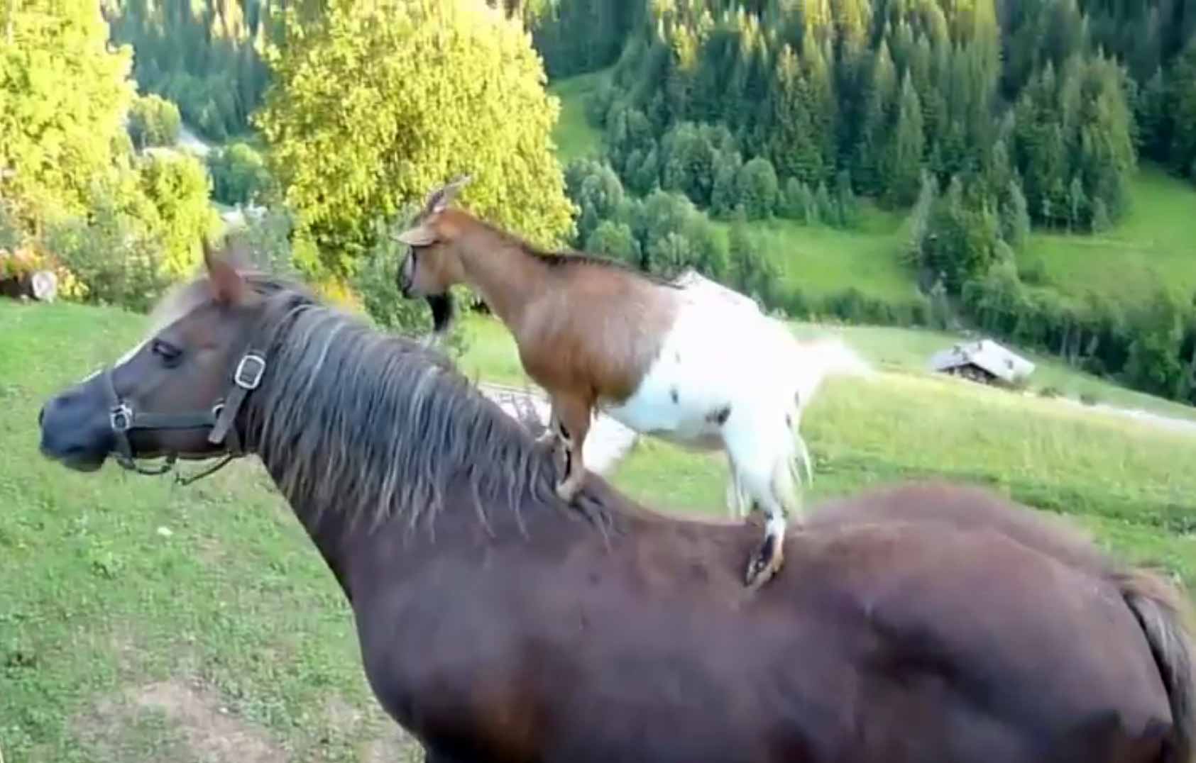 Goats Riding Horses Compilation