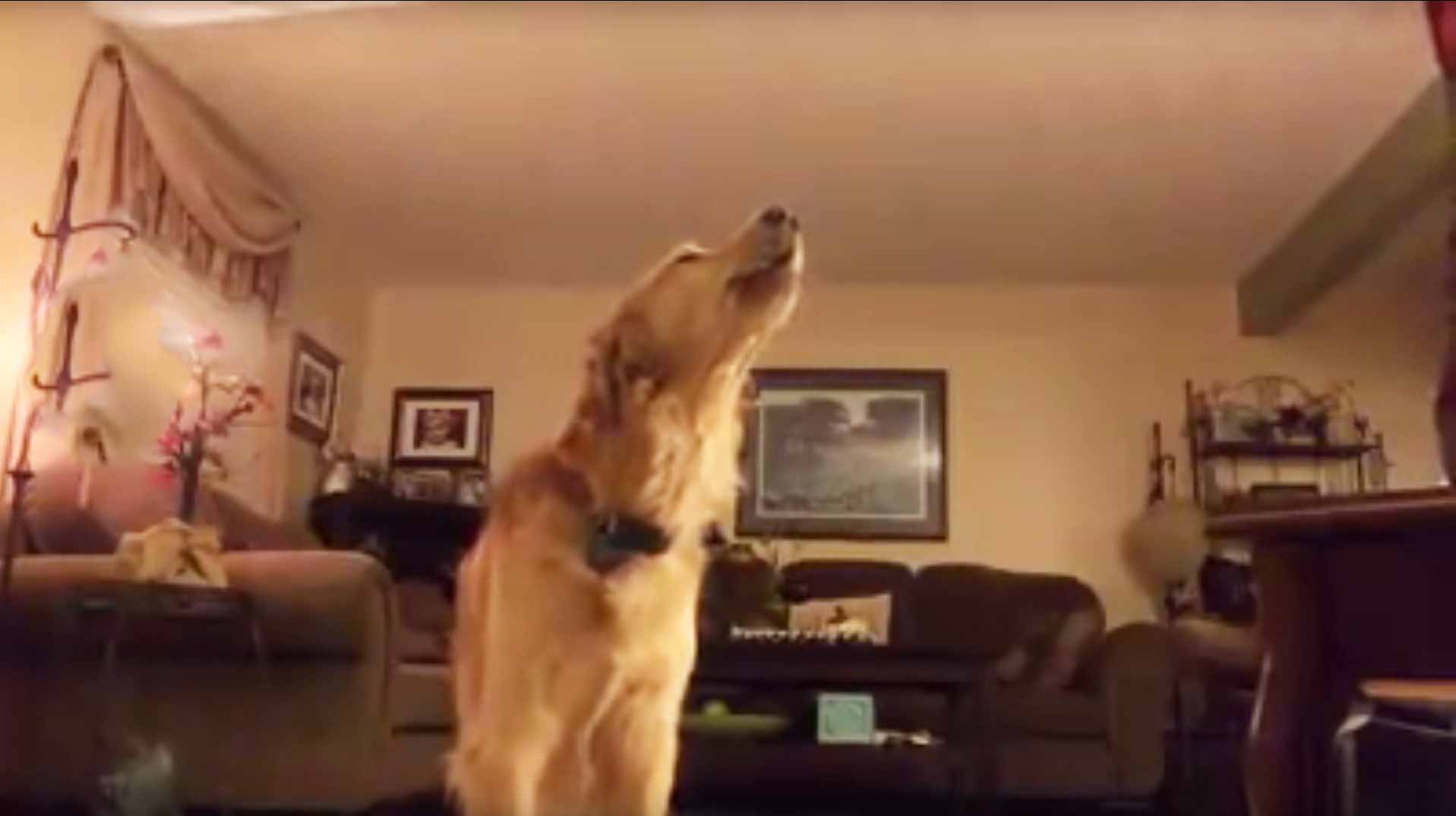 golden retriever praying golden retriever sings along to andrea bocelli s the prayer golden retriever praying golden retriever sings along to andrea bocelli s the prayer