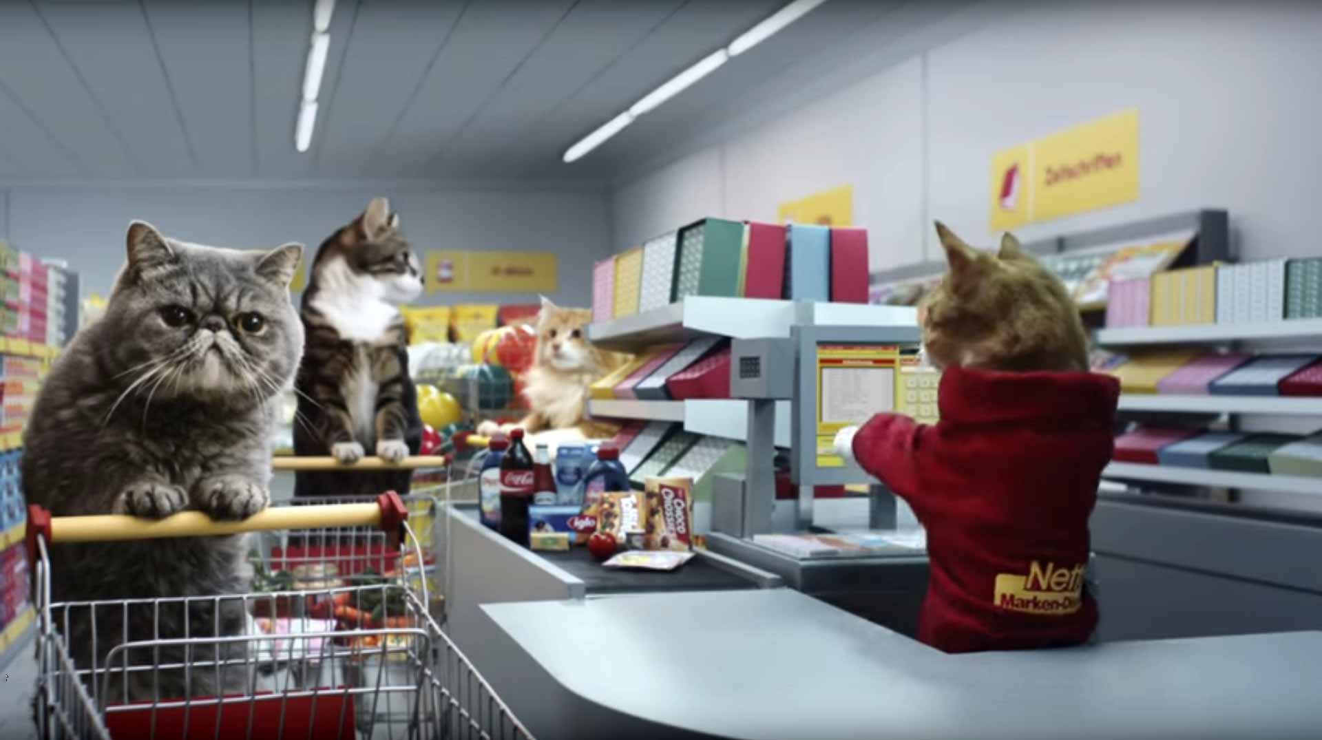 Grocery Shopping Cats grocery-shopping-cats