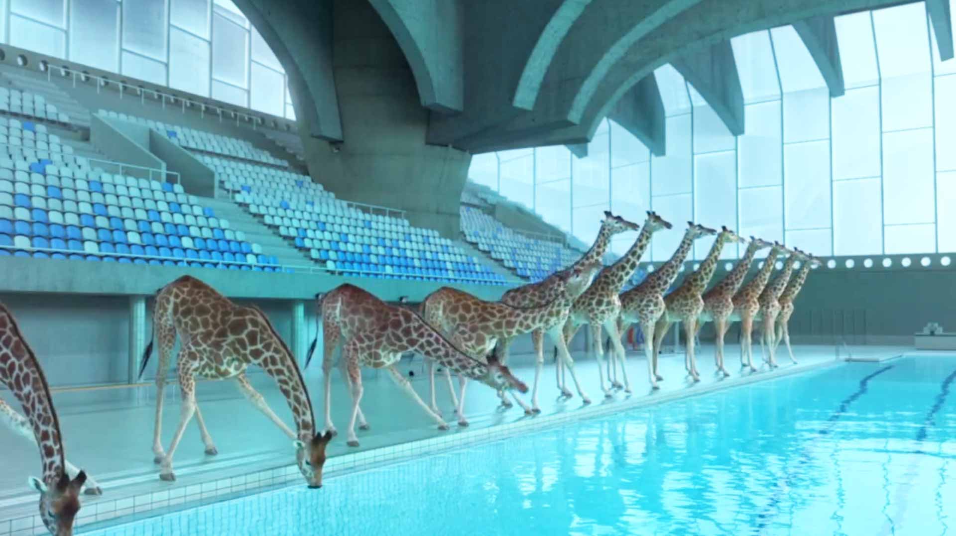 High Diving Giraffes(03)
