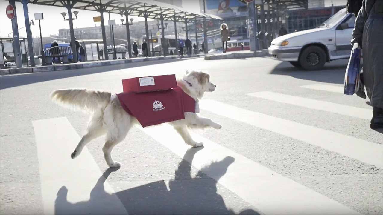 puppy delivery moscow pizzeria introduces pizza delivery by dogs puppy delivery moscow pizzeria introduces pizza delivery by dogs