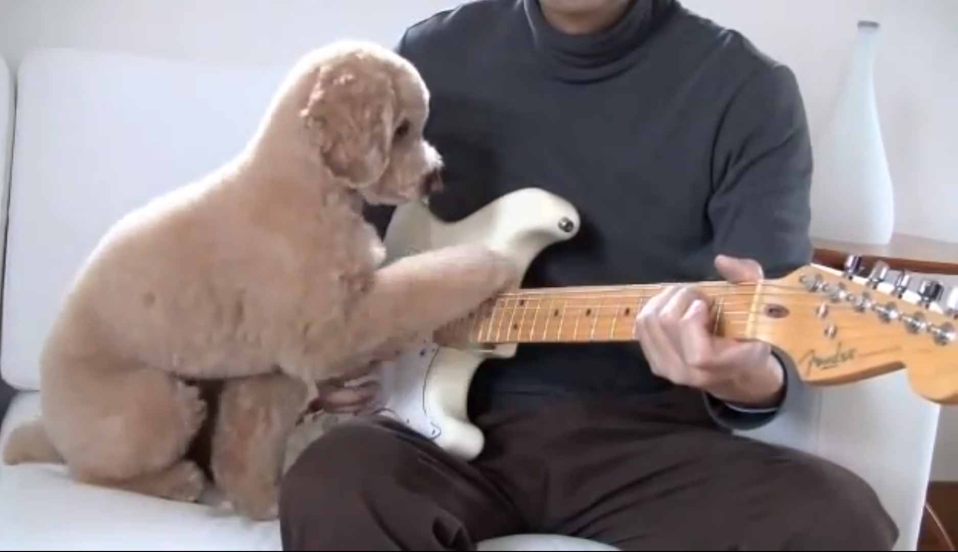 poodle caniche paseaperros