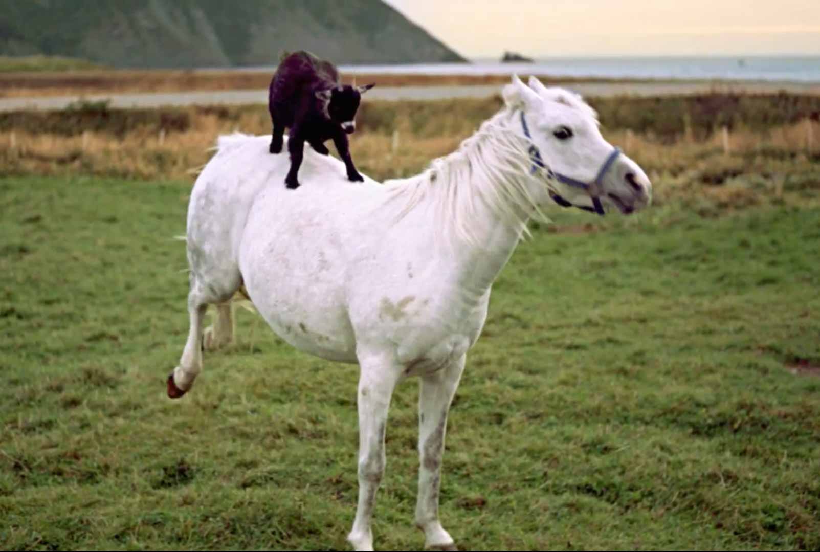 Rodeo Goat Rides Horse