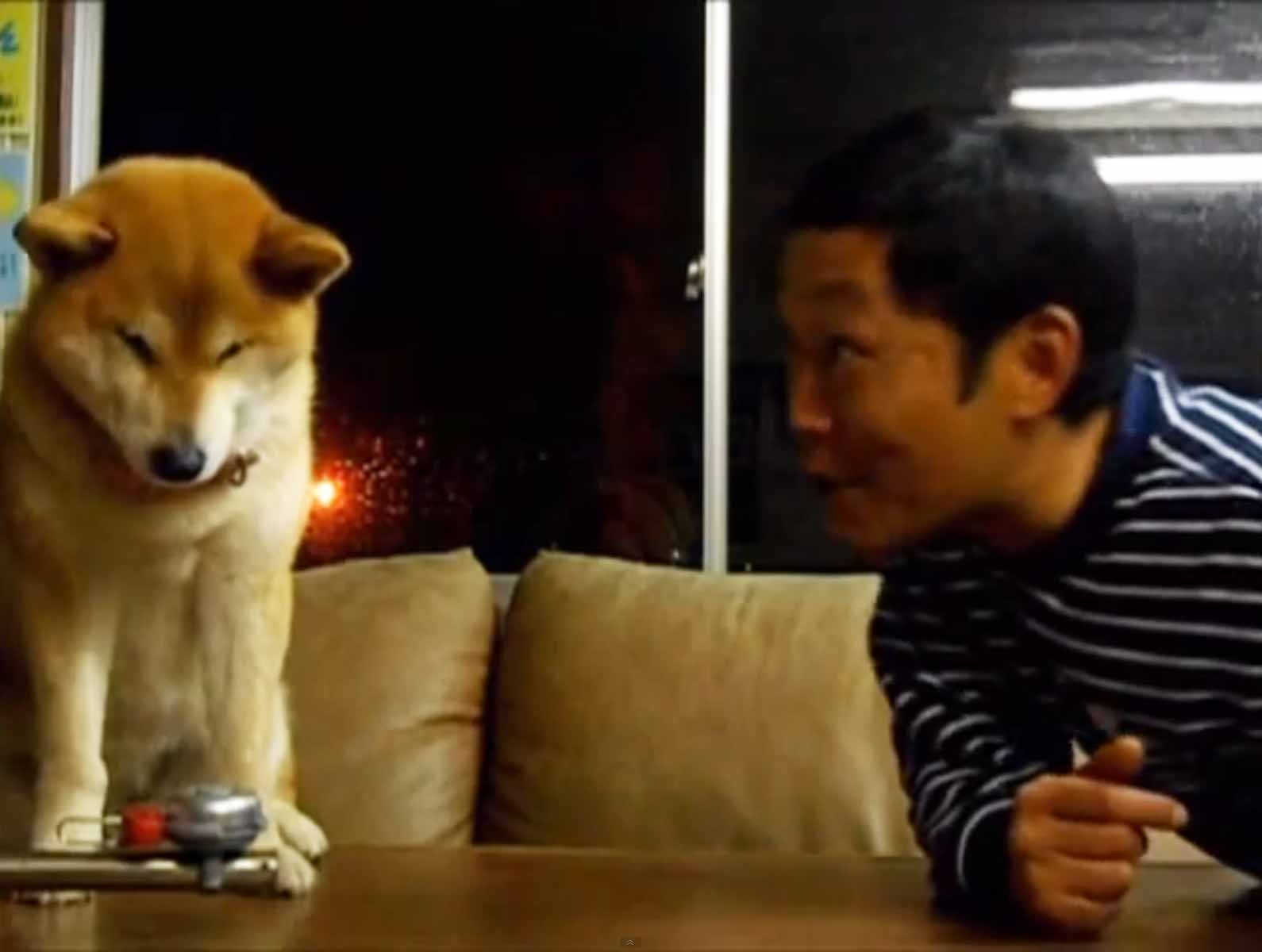 shiba inu