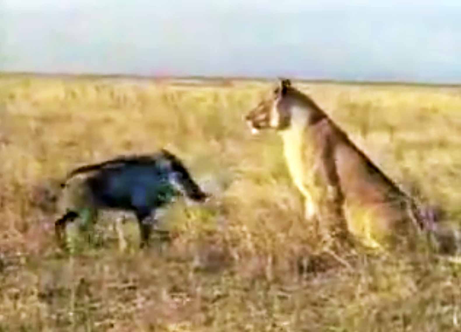 Wild Boar Vs Lion