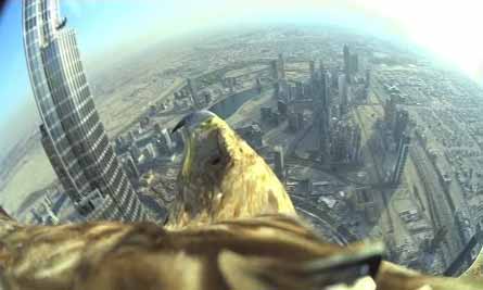 world-record-eagle-flight-from-worlds-ta