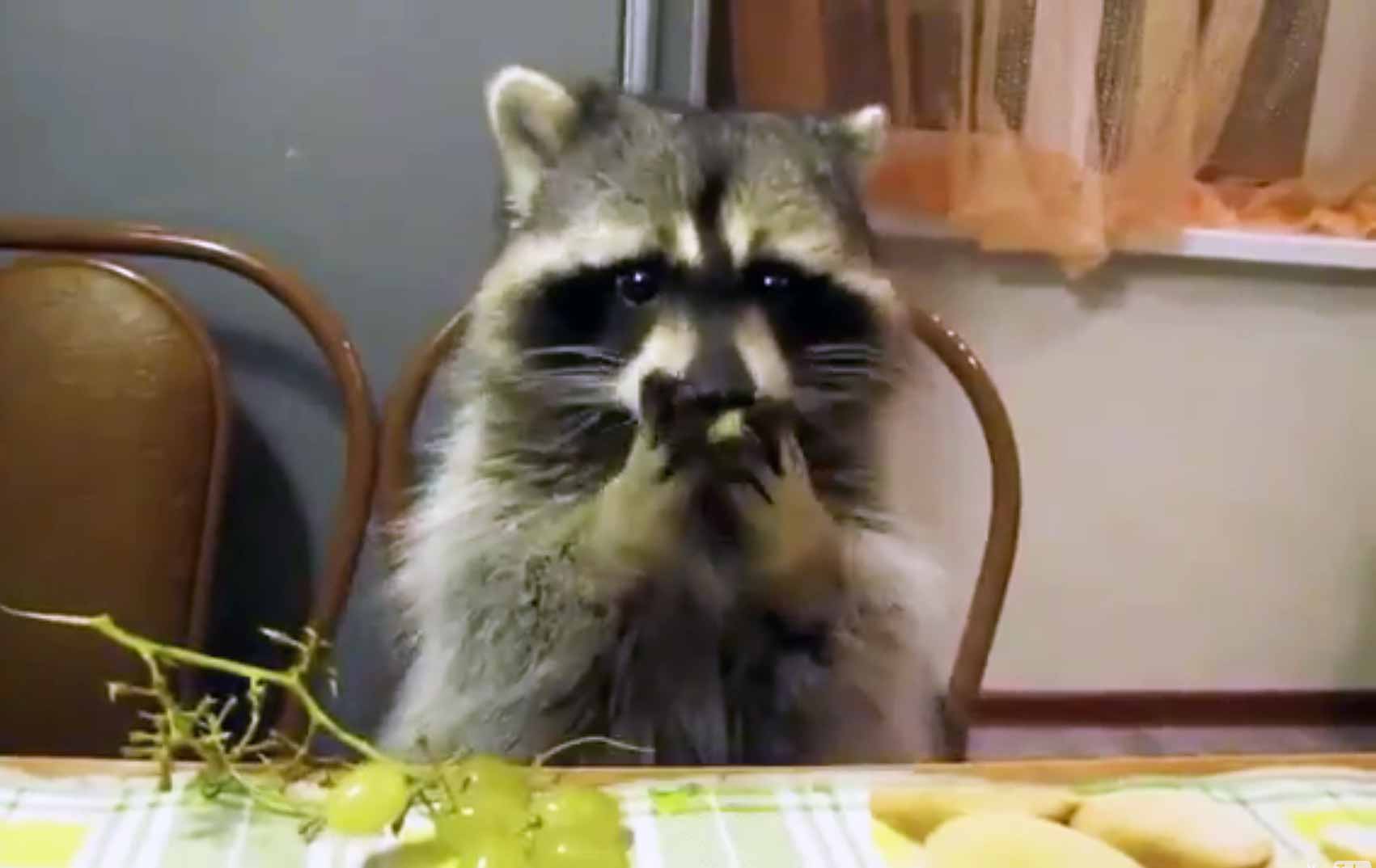 16 Animals Eating Human Food Compilation 16 Animals Eating Human Food Compilation