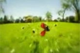 3D Animation - Ladybug, Spider & Fly