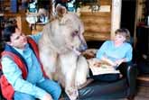 7ft Bear Lives With Russian Couple
