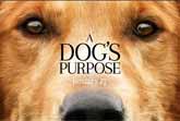 A Dog's Purpose