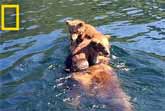 A Ride Across The Lake Is A Bear Necessity For These Two Cubs