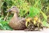 Adorable Baby Duck Rescue