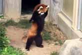 Adorable Red Panda Tries To Intimidate A Rock