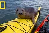 Adorable Seal Catches Ride On Kayak - National Geographic