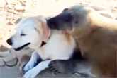 Adorable Seal Cuddles With Dog On A Beach In France