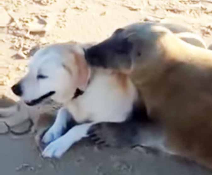 Adorable Seal Cuddles With Dog On A Beach In France