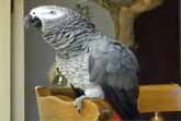 African Grey Parrot Talking