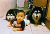 Alaskan Malamute Dogs Show Baby How To Crawl
