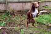 Amazing Acrobatic Rope Balancing Dog