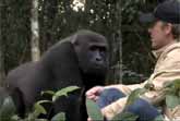 Gorilla Encounter