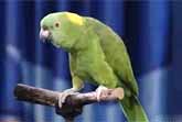 Amazing Singing Parrot