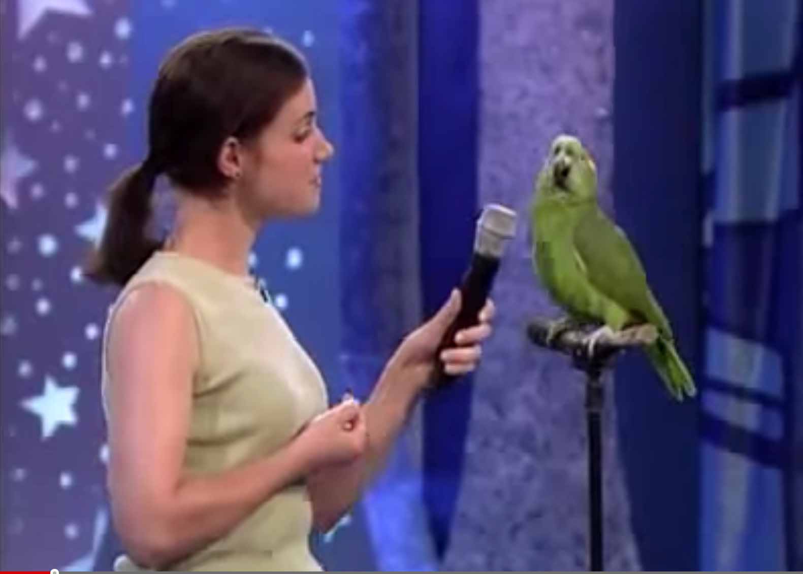 youtube sirds singing youtube sirds singing