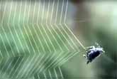 Amazing Spider Web Construction Close-Up