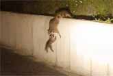 Amazing Teamwork By Raccoon Family To Climb Over A Wall
