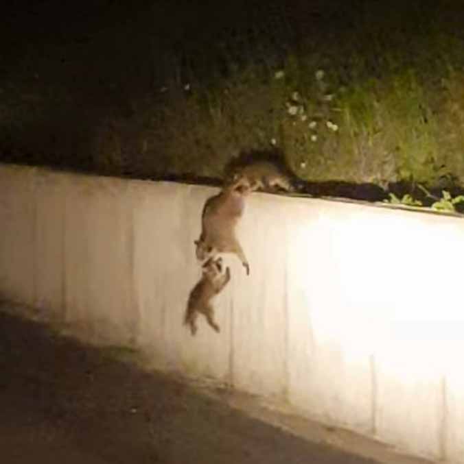 Amazing Teamwork By Raccoon Family To Climb Over A Wall
