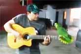 Amazon Parrot And Guitarist In Beautiful Duet