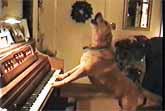 Animal Music Prodigies