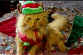 Animals of YouTube Sing 'Jingle Bells'