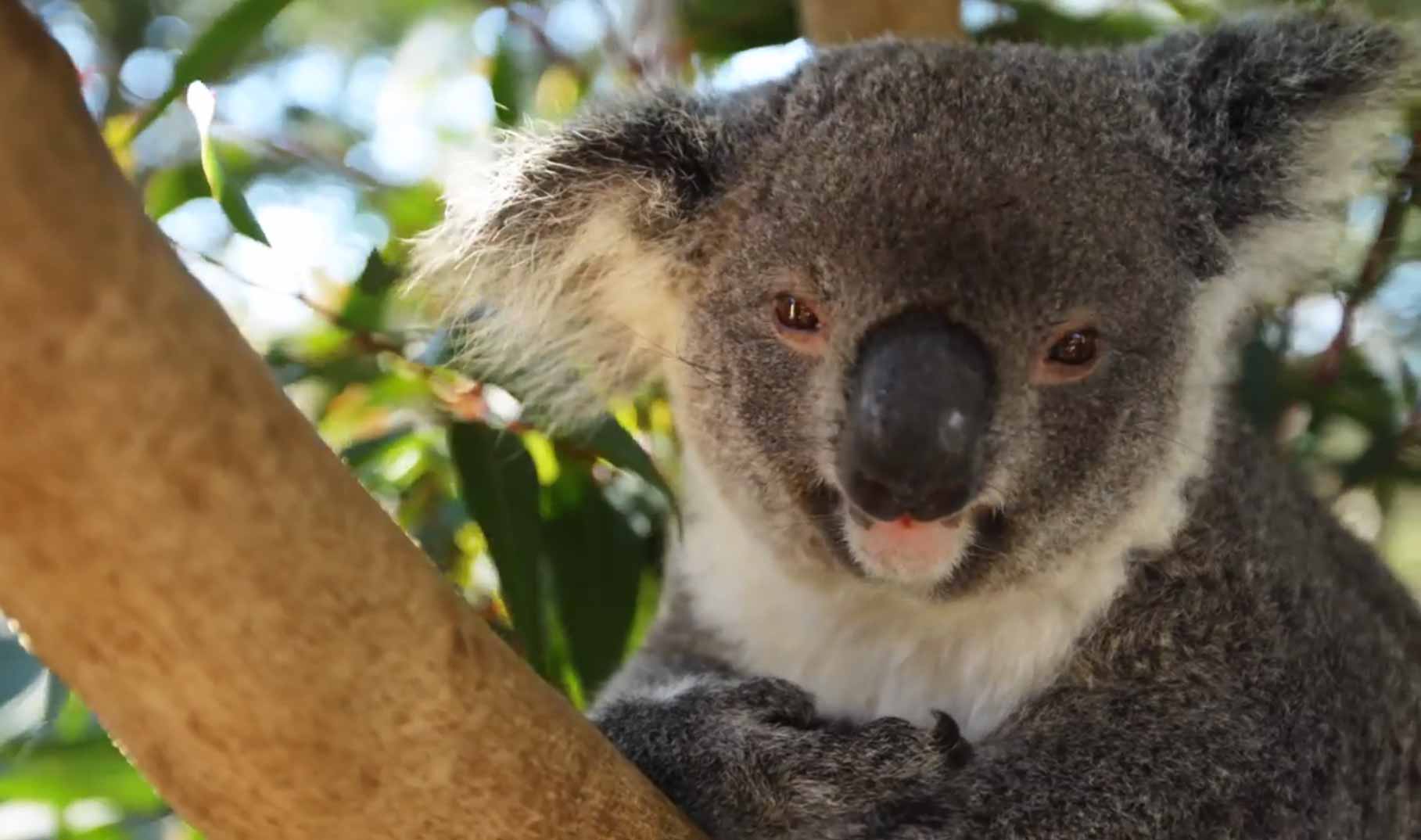 I Come From A Land Down Under : do YOU come FROM a LAND down UNDER : dankmemes - Originally, the idea came from a little bass riff that ron strykert, the guitar player for men at work, had recorded on a little home cassette demo.