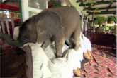 Baby Elephant Causes Havoc At Home