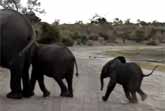 Baby Elephant Sneezes