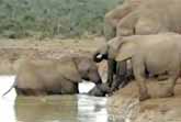 Baby Elephant Rescue