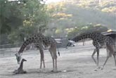 Birth of a Giraffe