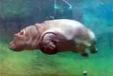 Baby Hippo Ballet