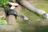 Baby Otters Swimming Lesson