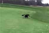 Bald Eagle Steals Golf Ball