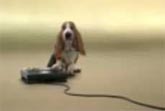 Basset Hound Beatbox