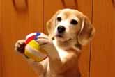Beagle Catching A Ball