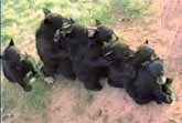 Bear Cubs Form Conga Line .